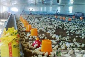 发酵床养鸡，利用微生物分解鸡粪