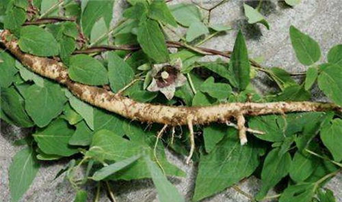 党参种子发芽前，地面上盖啥蕞合适呃？