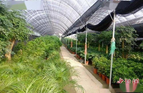 从贫困户到致富带头人