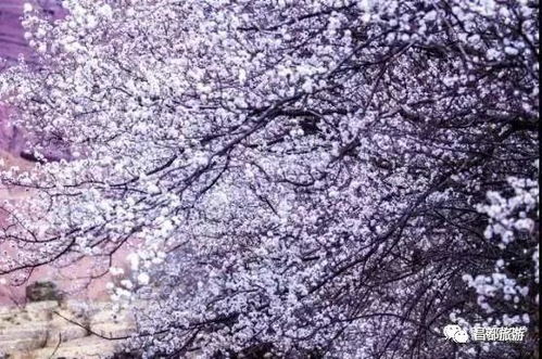 桃花一般在几月盛开？这个季节的桃花究竟有多美