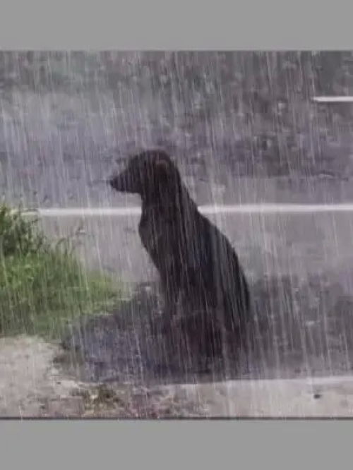 如何保护娇嫩花朵