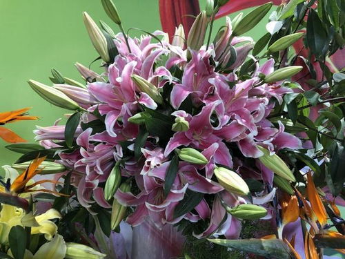 3. 百合，那可是花中的贵族