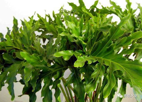 金钱薄荷， 耐阴又助眠