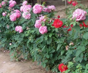 灌木月季的花镜应用