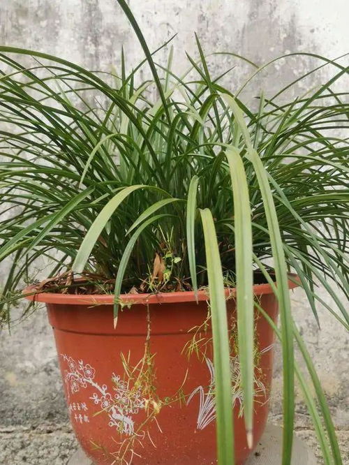 兰花的小秘密：一苗就是一株