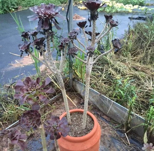 原因四：光照过强