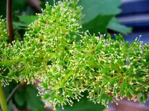 葡萄开花前的关键时期