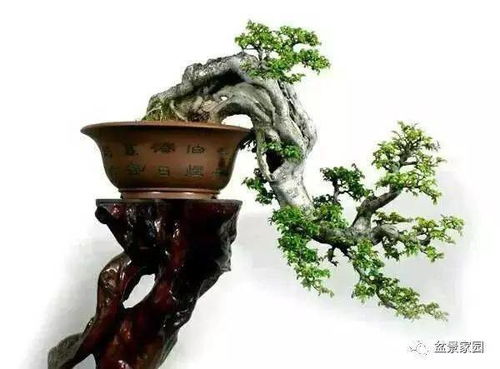 在山里寻宝，如何找到理想的盆景树桩