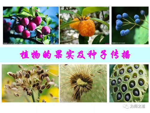 热带植物的生存之道