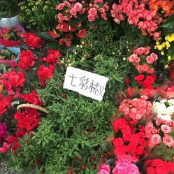 莱太花卉市场新地址揭秘，花卉爱好者们的福音！