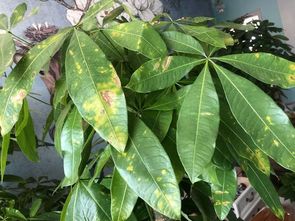 施肥频率和季节变化