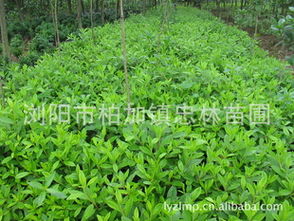 绿化树苗的肥料选择：气候说了算