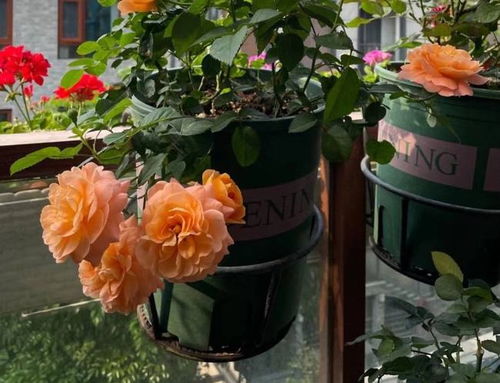 大花直立月季， 重剪为佳