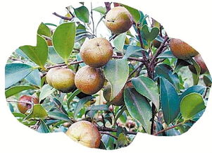 大实话：用种量只是起点