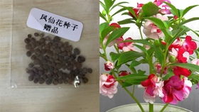 金边凤仙花——艳丽花朵的点缀