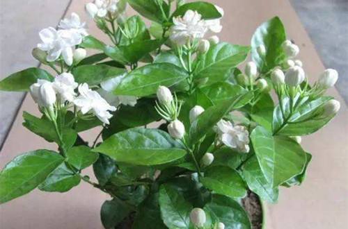 北方冬天茉莉怎么养殖？室内温度控制是关键吗