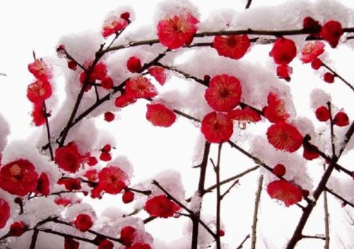 榆叶梅：适应性强，口感适中