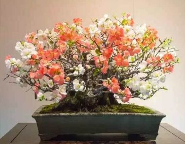 日本长寿梅怎么养？如何让它花开得更艳
