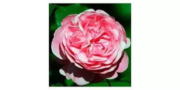 种植与养护，有窍门吗？