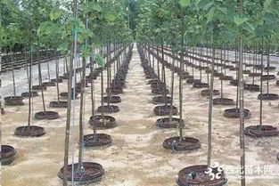 绑缚、 支撑的重要性