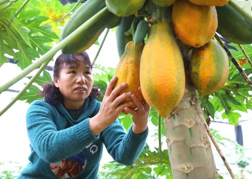 归义镇成功种植台湾木瓜，探索新型农业发展路径