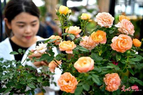 花儿开了幸福来 月季展览会盛大启幕