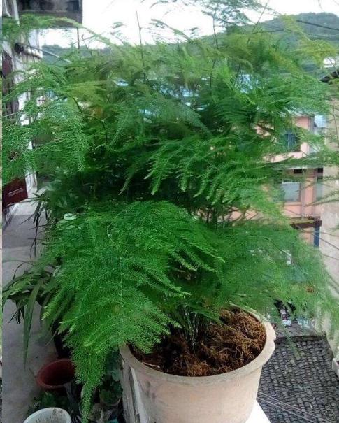 文竹怎么养？对身体好吗