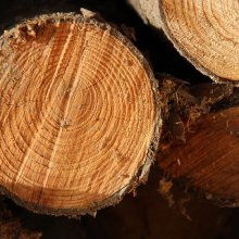 这种木材可依入药吗？它的药用价值和应用有哪些？