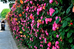 漫步在上海植物园