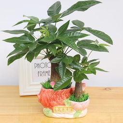 秋季是病虫害高发的季节，要注意防治