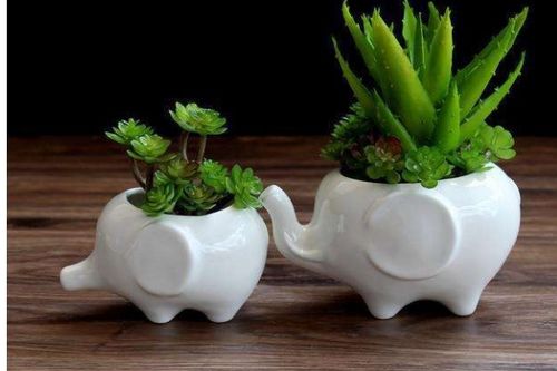 选择深花盆的技巧：大小、 高矮要合适