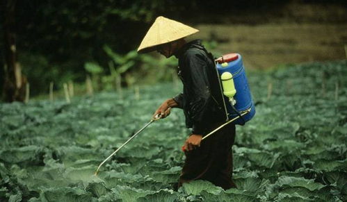 地面施药， 等一周
