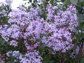 紫丁香与鸡爪槭的价格探秘