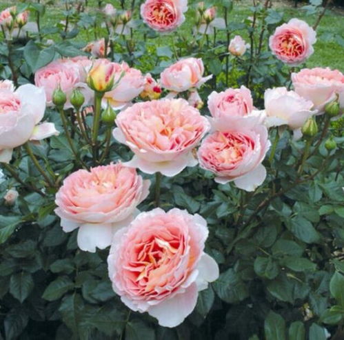 修剪技巧，hen重要