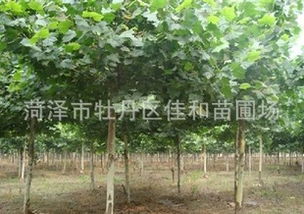 河北法桐苗， 绿色生命的守护者