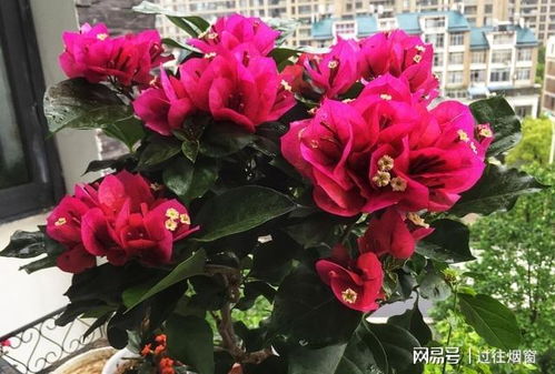 有毒花卉名单，这些花你敢养吗