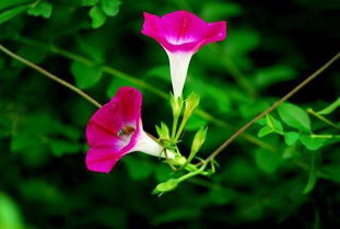 “牵牛花过冬秘诀，视频揭秘！”