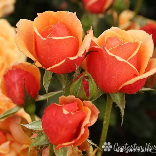 春季种植月季的优与劣