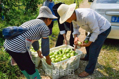 黄秋葵成为原平农民致富新路子，带动当地农业发展