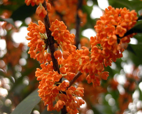 夏堇：延长花期的小秘诀