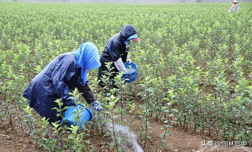 一、 肥料的选择