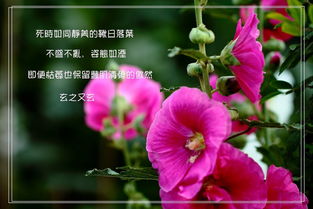 花儿的语言，花儿的歌