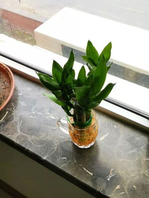 水培富贵竹过冬需要注意哪些细节，有哪些妙招可以确保其安全越冬呢
