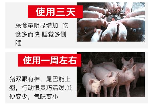 高效催肥，快速出栏生猪