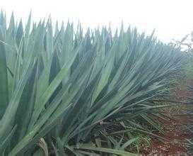 剑麻种植规格：实际操作中的经验之谈