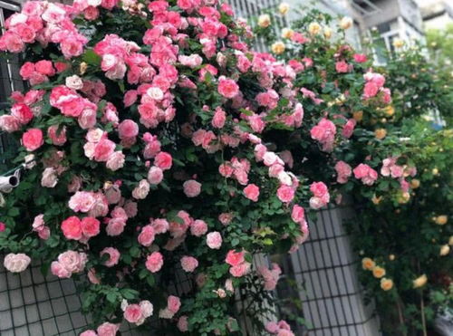 藤本月季的美丽墙画