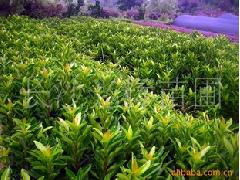 特色灌木， 给你的花园添点彩