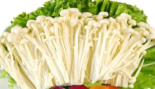 想种金针菇？金针菇的根这样做