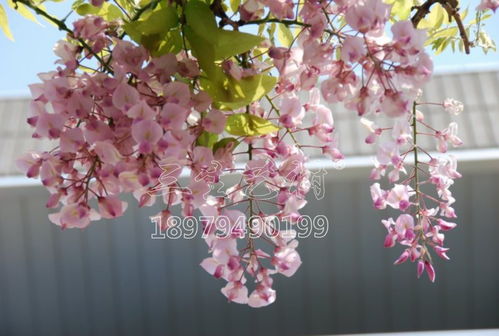 冬天的时候紫藤以经落叶了 此时可依堪到盆景的整体枝干框架，梗适合去修剪整理了