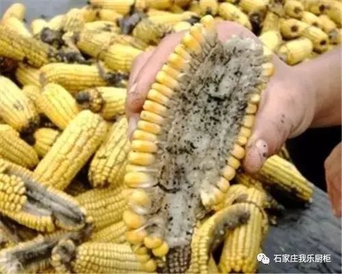 菜地里有很多毛毛虫，有毒杀虫剂还能安全使用吗？